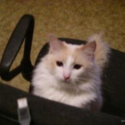  Олус